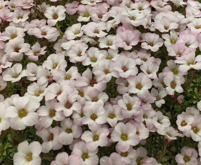 Saxifraga 'Mary Golds'
